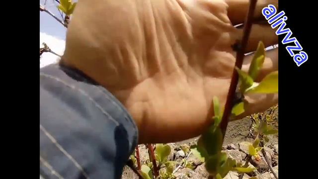 Зелол. Барбариса. زرشک, Barberry