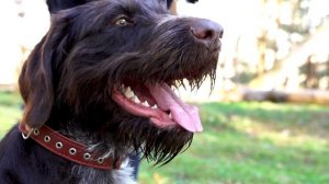 ДРАТХААР. ОСОБЕННОСТИ. ХАРАКТЕР. УХОД. ВОСПИТАНИЕ.