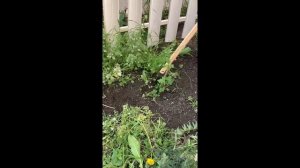 Как быстро избавиться от сорняка.  Плоскорез Фокина