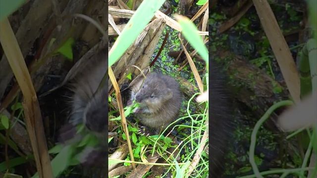 Юлия Савастьянова