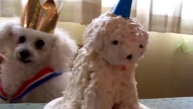 Песик растерялся при виде торта смотреть онлайн