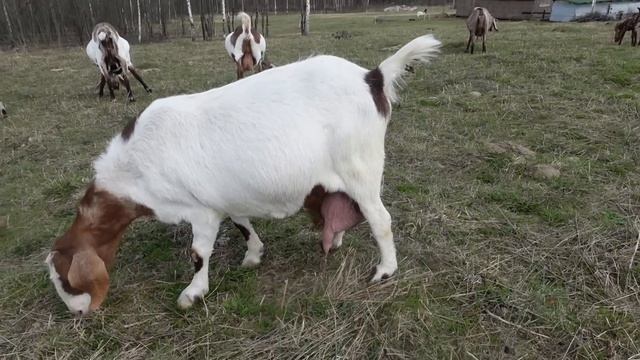 КОРМЛЕНИЕ НОВОРОЖДЕННЫХ ТЕЛЯТ \ быки джерси на племя 89611570044 ватсап смотреть онлайн