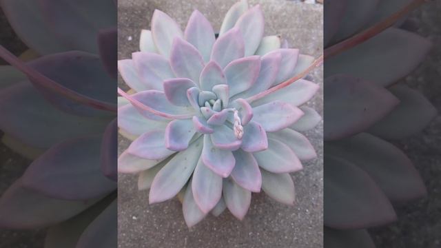 Graptoveria Opalina