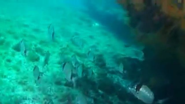 GAZELEC LAVANDOU sept 2011.mp4 смотреть онлайн