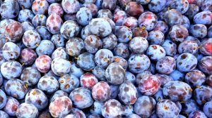 МЕЛАССА ДЛЯ ОГОРОДА! ЛУЧШЕЕ УДОБРЕНИЕ О КОТОРОМ МАЛО КТО ЗНАЕТ, ОТВЕТЫ НА ВСЕ ВОПРОСЫ!