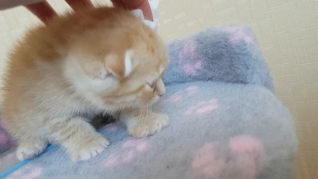 Маленький котенок из коробки как назвать малыша? Little kitten out of the box смотреть онлайн