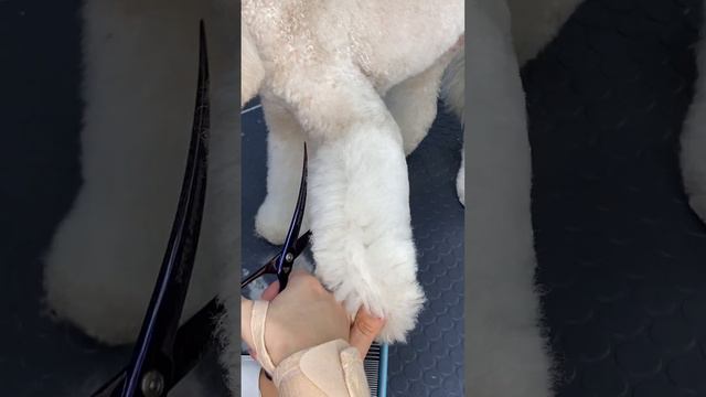 Обучающее видео / Стрижка пуделя (полный комплекс)