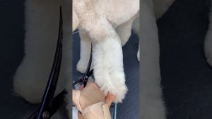 Обучающее видео / Стрижка пуделя (полный комплекс)