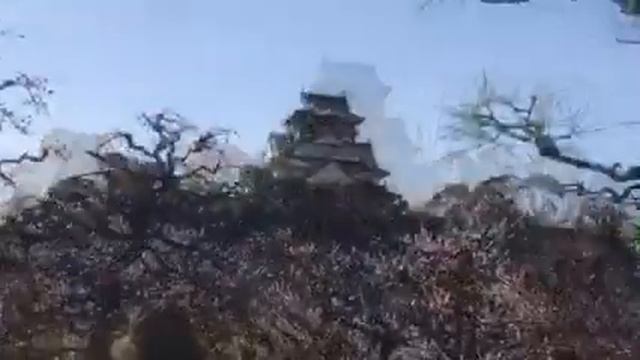 Osaka Castle. Osaka Jo To Ume . Слива и замок Осака