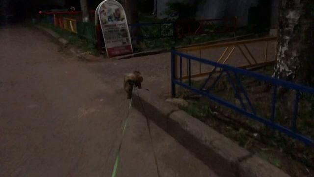 Роды шпица Моники, первый день после родов смотреть онлайн