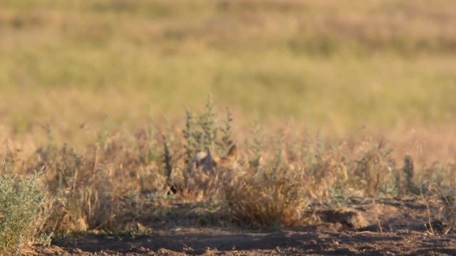 Корсак, из жизни степной лисички! смотреть онлайн