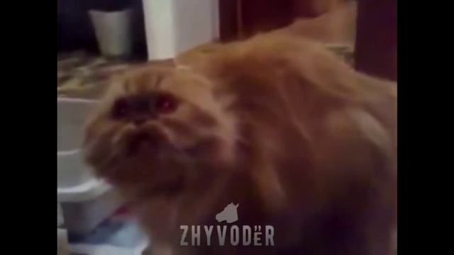 Я не знаю что делать с этими животными Продия на айс смотреть онлайн