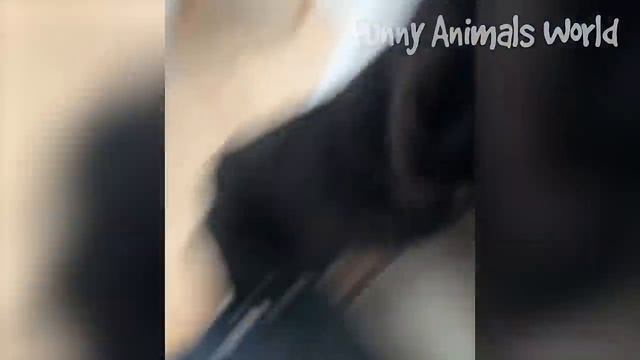 Смешные моменты с котами и собаками 2023 | Лучшие приколы с домашними питомцами №26 смотреть онлайн