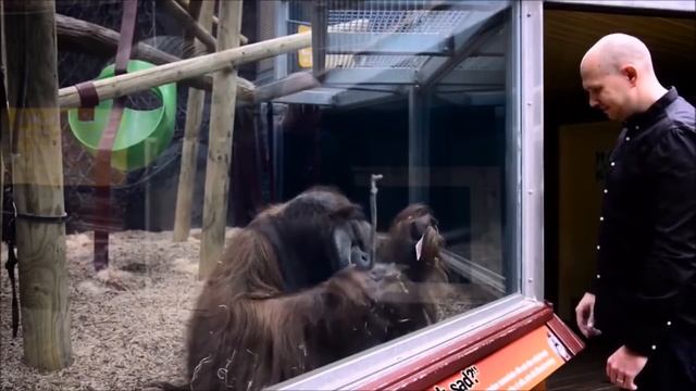 СМЯШНОЙ ПРЯКОЛ | ОБЕЗЬЯНЫ РЕАГИРУЮТ НА МАГИЮ | MONKEYS REACT TO MAGIC смотреть онлайн