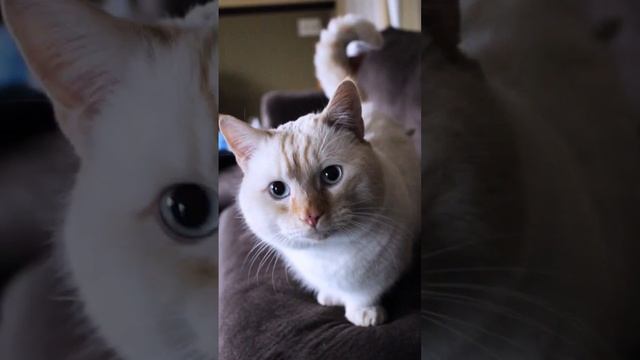 Самый маленький котик в мире - Манчкин ?⬛? смотреть онлайн