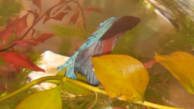 Развеселые креветки черри! Великолепный Петруша! (betta splendens) ..аквариумная жизнь;)) смотреть онлайн