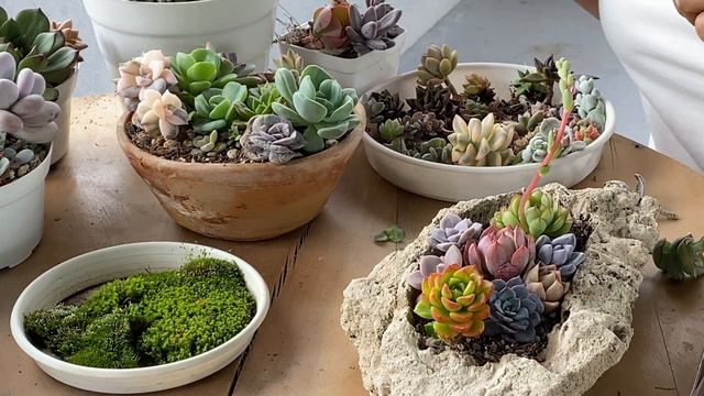 Siembra Suculentas En PIEDRA/HazLo Tú MisMo/ Materas DIY/El Jardín De Adri