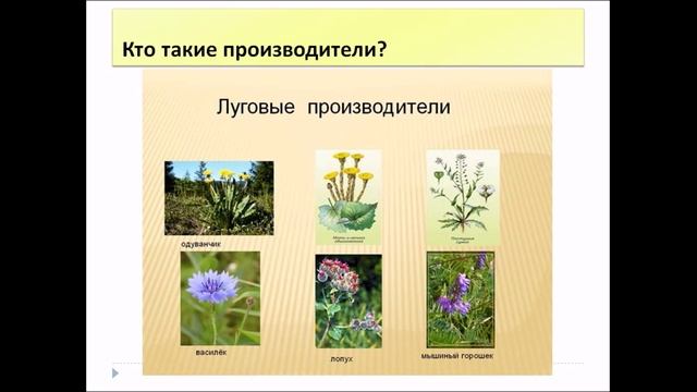 Природные сообщества. Биология 6 класс. смотреть онлайн