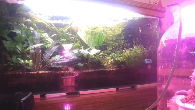 Фитосветодиоды в аквариуме (продолжение) смотреть онлайн