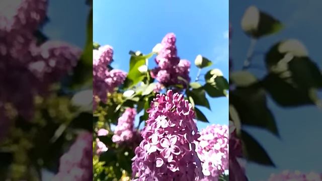 Сиреневый сон смотреть онлайн