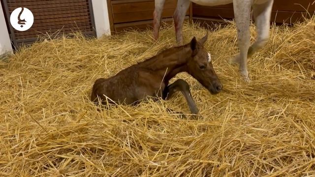 Gun Runner x Dance Card Filly born last night at Gainsborough Farm! смотреть онлайн