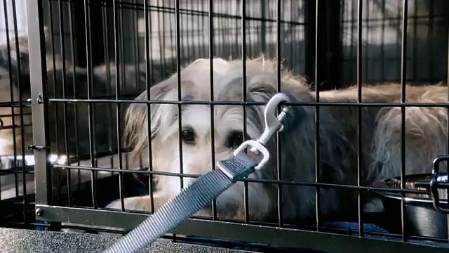 Свободу хвостатым! смотреть онлайн