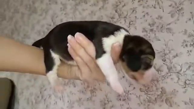Щенок бигля Москва питомник Линус Юлиус смотреть онлайн
