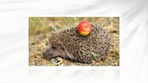 Ёжик. Слайды для детей. МСЦ ЕХБ.