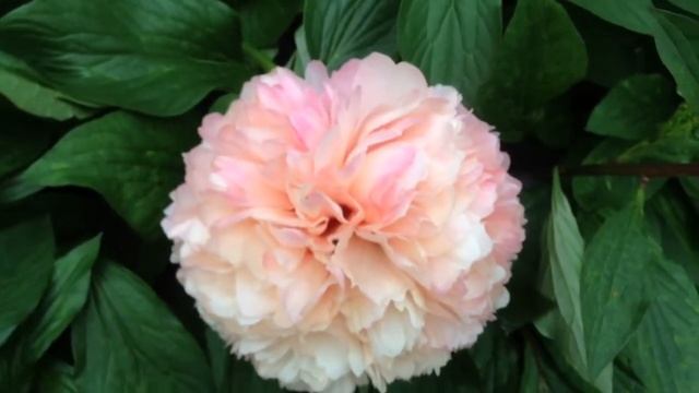 Peony Salmon Hayes - www.peonyshop.com смотреть онлайн