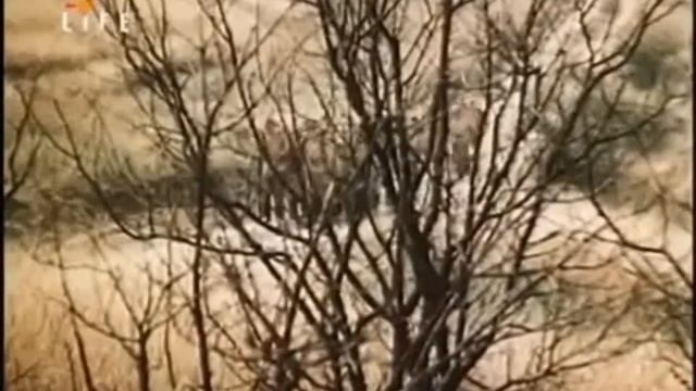 Ночевала тучка золотая А Приставкин Буктрейлер смотреть онлайн