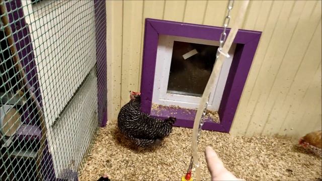 Зимний супер курятник своими руками