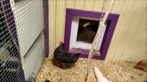 Зимний супер курятник своими руками