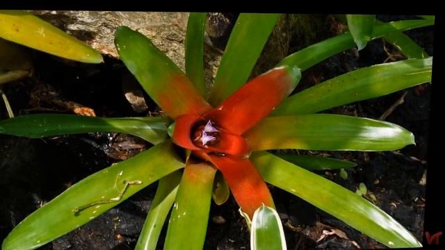 Неорегелия (Neoregelia) смотреть онлайн