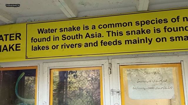 Snake House Information смотреть онлайн
