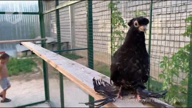 Узбекские голуби - жук, малля и челкари (вывод 2020) смотреть онлайн