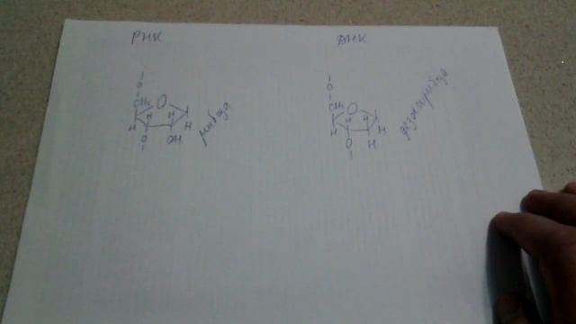 226. ДНК и РНК. Сравнение нуклеотидов. смотреть онлайн