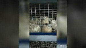 Лучшие породы перепелов и условия домашнего содержания этих пород