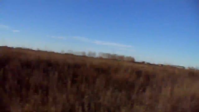 Ирландский сеттер Дана смотреть онлайн