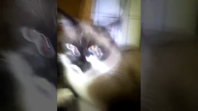 Мой кот хосет меня прибить смотреть онлайн