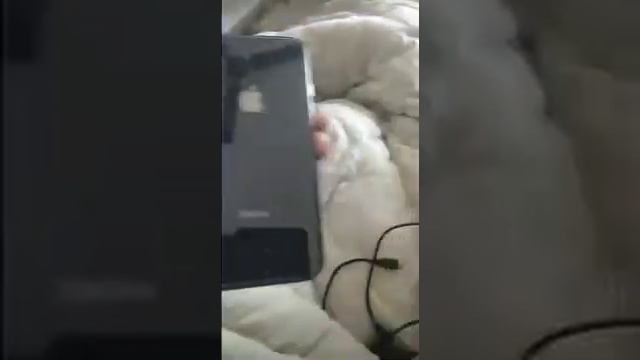 Fake iPhones alert смотреть онлайн