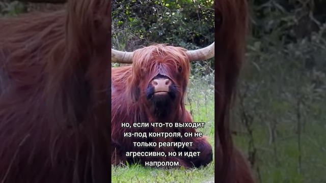Самый Наглый Знак Зодиака.... смотреть онлайн