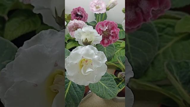 ГЛОКСИНИИ ИЗ СЕМЯН.FLOWERS смотреть онлайн