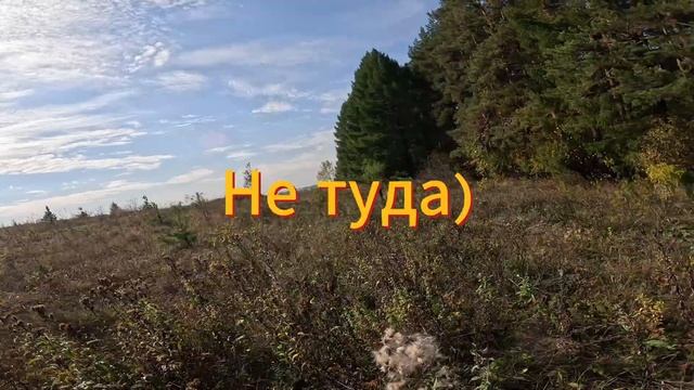 Грибной налет
