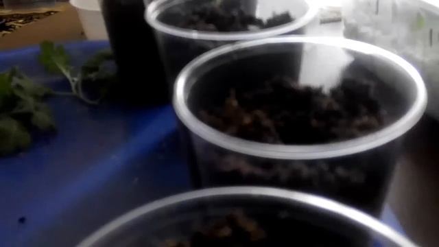 Размножаем хризантемы.Есть результаты.Черенкование. смотреть онлайн