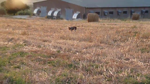 P1020070 Epagneul breton (Milos) cerca e ferma.MOV смотреть онлайн