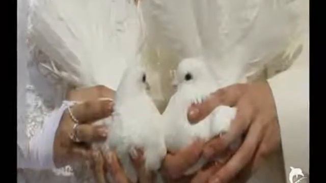 Льняная свадьба семьи Пикер смотреть онлайн