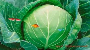 Капуста белокочанная Валентина F1 (valentina f1) ? обзор: как сажать, семена капусты Валентина F1
