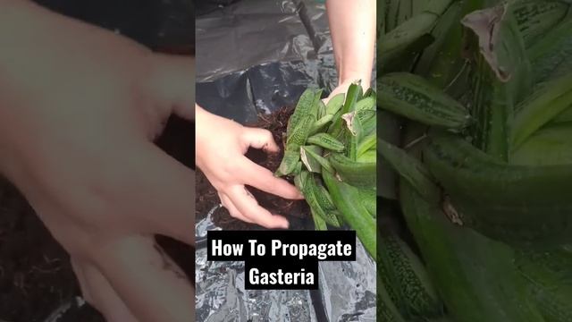 #shorts Gasteria Little Warty Propagation #succulent смотреть онлайн