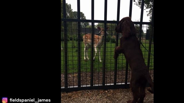 Field Spaniel TOP 1O FACTS & ? ( MOST POPULAR Field Spaniel Questions ANSWERED) смотреть онлайн