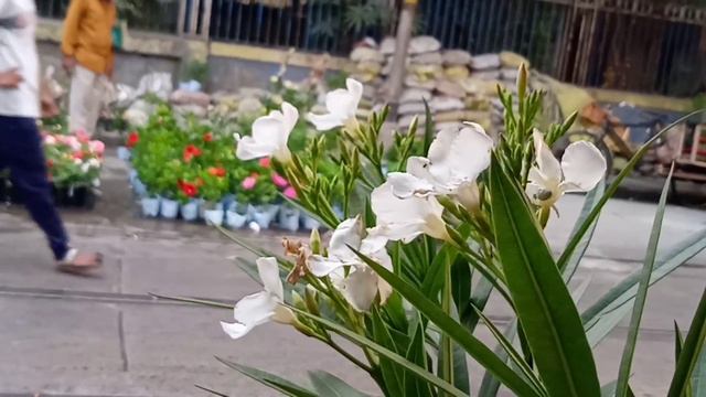 Oleander Plant Jasmine Plant Chinese Lantern Plant Hibiscus Plant | Galiff Street смотреть онлайн